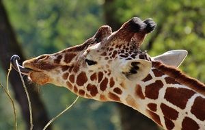 eating giraffe in the zoo close-up on blurred background