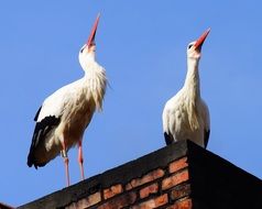 storks on rooftops against the blue sky