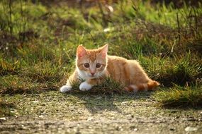 cute curious kitten