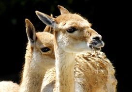 eating lama in the zoo