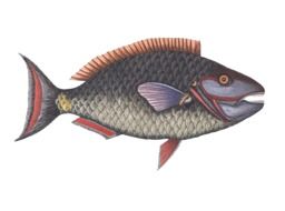 Fish Animal Water Free Isolated picture draft