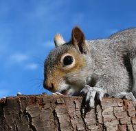 Squirrel Grey feeding on log