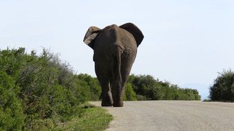 big elephant is walking along the road