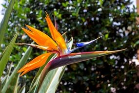 Colorful Estrelitzia on crane flower