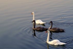 wonderful and beautiful Swans on the water