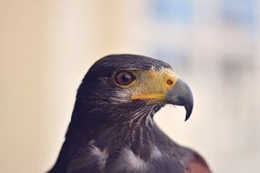 Head kite at blur background