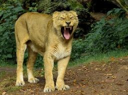 roaring lioness in the wild