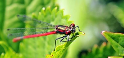dragonfly on green leaf in summer