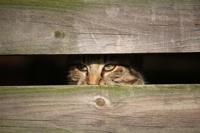 spying domestic cat