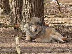 Wolf Animal under tree portrait