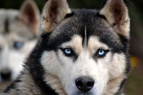 husky with light blue eyes