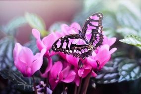 charming Pink Butterfly