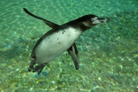 photo of swimming penguin in water