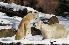 two polar bears in the Nuremberg zoo