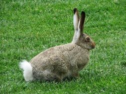 furry rabbit on the lawn