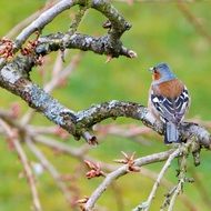 Chaffinch bird on a tree branch