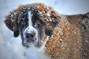 St Bernard dog in the snow in winter