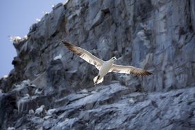 Gannet is flying near the rocks