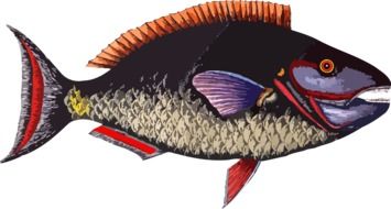 painted colorful fish