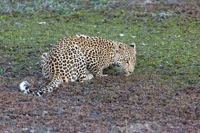 Leopard Predator