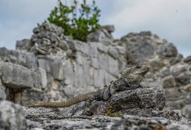 photo of the iguana