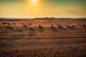 lambs on the field at sunset