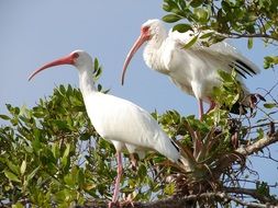 deliciously beautiful White Ibis Birds