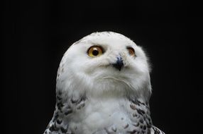 snowy owl Bubo skandiakus on a black background