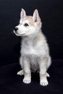 Puppy Animals