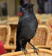 Raven Bird Animal Black Fly portrait