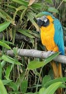 Colorful macaw on tree