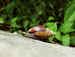 African Snail