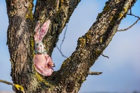 Rabbit toy on tree