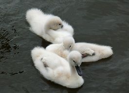 young fluffy swans on the water