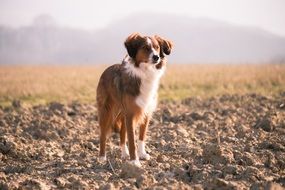 red dog on an arable field