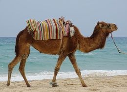 picture of the camel is on a beach