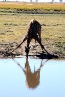 Giraffe is drinking water in Africa