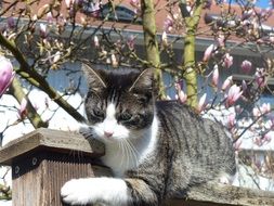 tiger cat concentrates attention