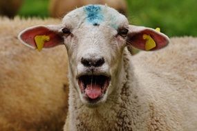 Sheep grazing in the meadow