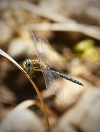 blue dragonfly on a dry blade of grass close-up