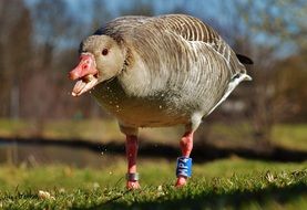 Goose Bird Feather Eat Bread on green field