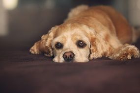 portrait of a dog on the couch