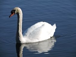 Swan in the lake in wildlife