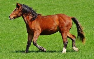 graceful brown horse on the grass