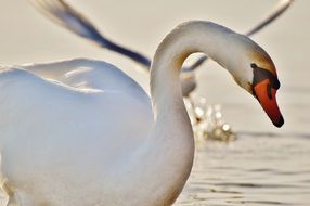 beautiful white swan