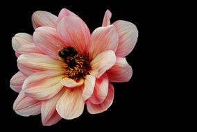 bee on a pink dahlia flower