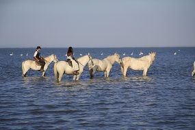 beautiful white horses stand in the water