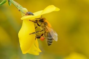 honey bee on yellow flower close up