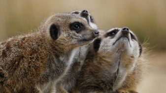 Meerkat family