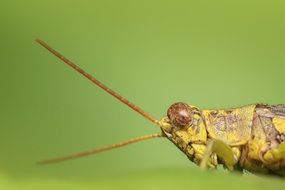 Grasshopper Insect see you